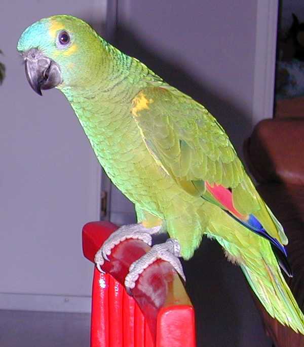 Amazona aestiva